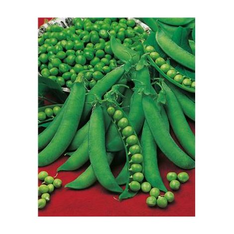 POIS SERPETTE GUILLOTEAUX - 150 G