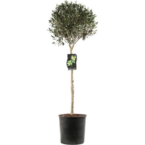 Olivier boule Olea europaea Diamètre boule 30cm Pot 10L (1/2)