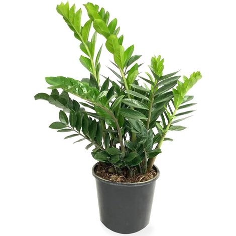 Zz Plante Viplant Zamioculca Zamiifolia 60cm