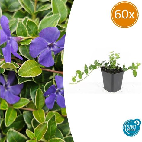 Lot de 60 Vinca minor 'Argenteovariegata' Petite Pervenche Panachée Couvre-sol 10-25cm Ø9cm - PANGIVO (1/5)