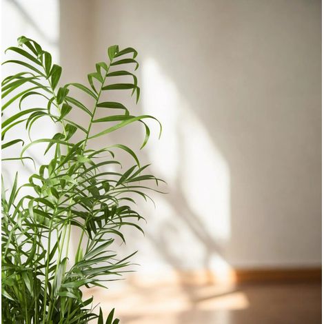 Gardenaria Chamaedorea elegans - Pianta da interno ornamentale - Altezza: 60 cm (vaso 17) (1/5)
