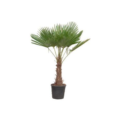 Palmier Chanvre Trachycarpus Fortunei - Plante Exotique Extérieur et Intérieur - 180-220 cm - PANGIVO