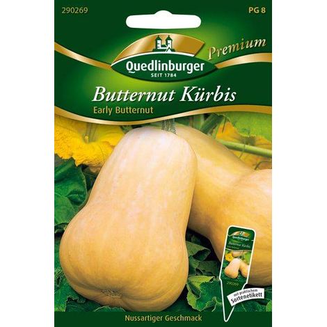 Quedlinburger Butternut Kürbis Early Buttern - Gemüsesamen