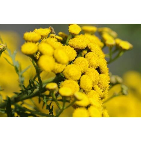 PIANTA DI ELICRISO HELICHRYSUM ITALICUM  VASO CM 22 (foto reale)