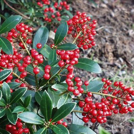 Skimmia du Japon  - Skimmia japonica 'Veitchii'  - 30-40 cm pot