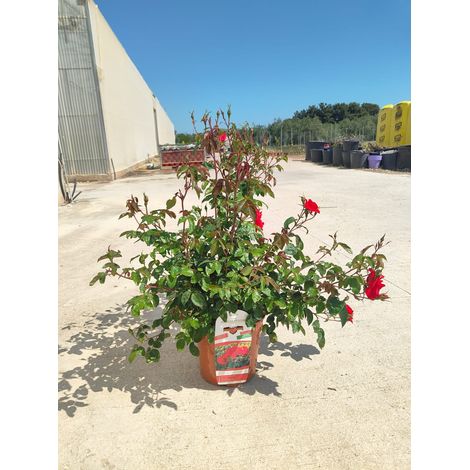 Rosa M. Cantatore Pot 24 cm Arbuste Buissonnant pour Plein Soleil (1/5)
