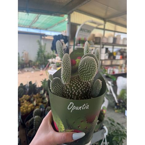 Opuntia microdasys in vaso 14 cm – Cactus ornamentale resistente e decorativo