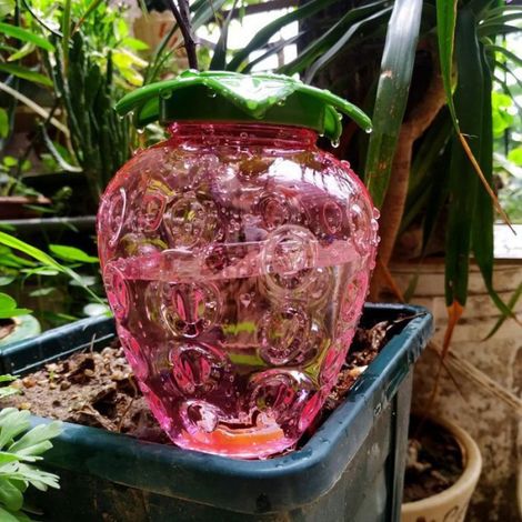 Cône Arrosage - Bouteille 500 ml - Système D'irrigation Automatique Pour Plantes Intérieures - Fonctionne 3 à 5 Jours - Transparent - 2 Pièces (1/5)