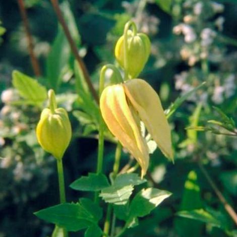 Clématite tangutica - Clematis Tangutica  - 50-60 cm pot