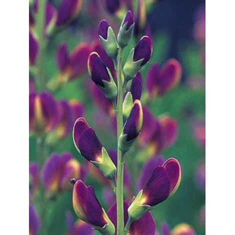 Podalyre 'Twilight Prairie Blues' Godet de 8/9 cm (1/4)