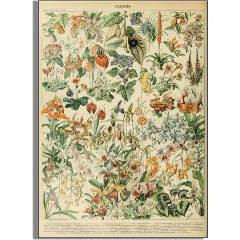 Affiche Murale Fleur - Illustration Botanique Vintage - Décoration Intérieure Salle de Bain Chambre Étude - 60 x 80 cm - 1 Pièce (1/5)
