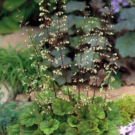 4 x Tellima à grandes fleurs 'Rubra' - godet 9x9 cm