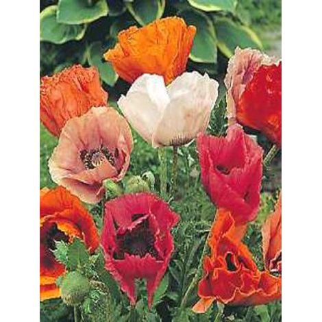 Pavot d'orient 'Pizzicato' le sachet de 25 graines (1/2)