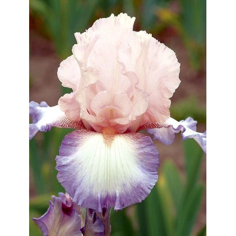 Iris des jardins 'Poésie' Rhizome, Calibre 10/15, qualité extra (1/2)