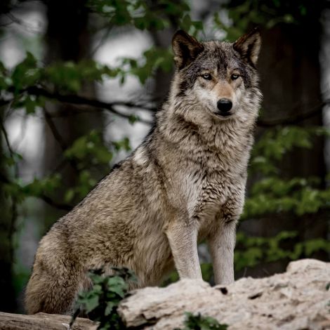 Tableau sur toile loup 65x65 cm - Impression sur Toile Murale Décorative - Image imprimée en HD sur Toile - Toile sur Châssis en Bois FSC - Fabriqué en France (1/5)