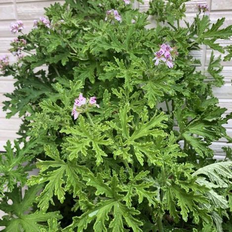 2000 Graines Géranium Citronnelle – Plante Vivace Parfum Citron, Anti-Insectes Jardin Terrasse (1/5)