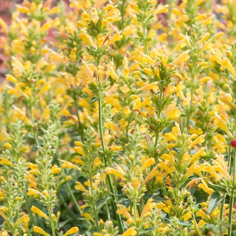 4 x Agastache hybrida 'Kudos Yellow' - godet 9x9 cm (1/5)