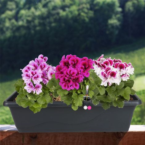 Blumenkasten anthrazit 59cm mit Bewässerung Balkonkasten Pflanzkasten Blumentopf (1/5)