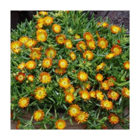 DELOSPERMA ORANGE WONDER PLANTE VIVACE - 3 GODETS