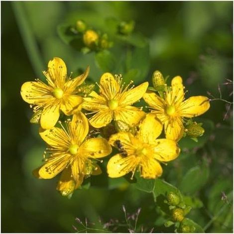 Paquet de 500 graines, Graines Millepertuis Herb (Hypericum perforatum) (1/5)