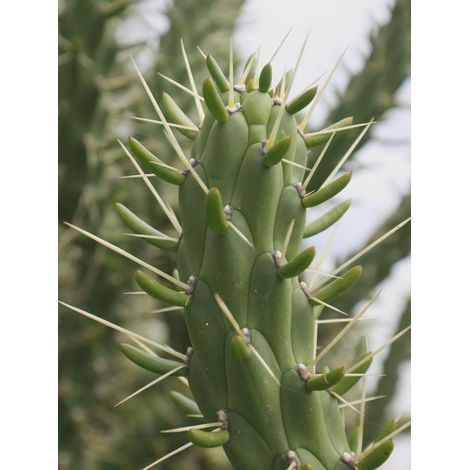 1 cutting - Austrocylindropuntia subulata  cactus