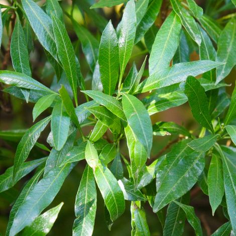 Laurier Cerise Caucasica - Prunus laurocerasus Caucasica 100cm en Pot (1/2)