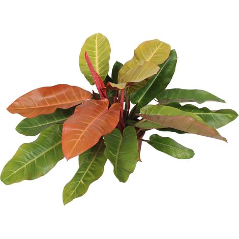Philodendron Prince Of Orange - Plante d'Intérieur Décorative au Feuillage Orange - Ø27 cm - 75 cm - PANGIVO (1/4)