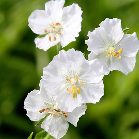 4 x Géranium vivace livide - Geranium phaeum 'Album' - godet (1/4)