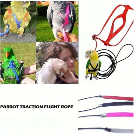 QORVA-Harnais et laisse pour perroquet et oiseau - Sangles de traction réglables pour l'extérieur - Corde d'entraînement anti-morsure réglable (L)