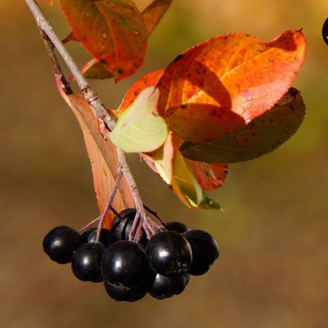 Aronie à feuille de prunier Nero, Aronia/Pot de 1,5L - 20/50 cm (1/5)