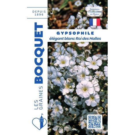 Gypsophile Elégant blanc roi des halles - 3g