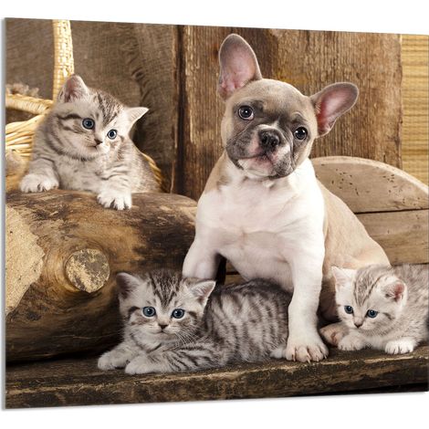 Panneau de verre POUR la cuisine 65x60 Chien (1/5)