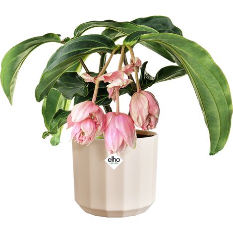 Vaso Facet Round D 14 x H 13 cm Rosa Mandorla ELHO