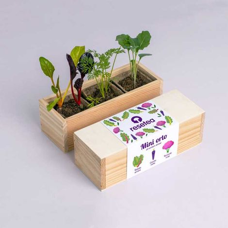 RESETEA, MINI ORTO - VERDURE STRANE, CASA, IDEE REGALO (1/3)