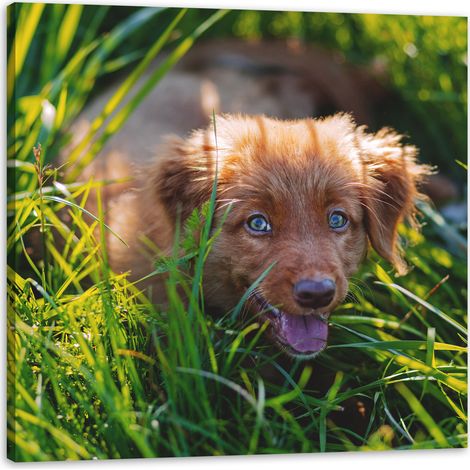 Leinwanddruck „Tiere: Hund im Gras“, 40 x 40 cm