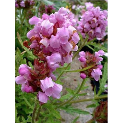 Brunelle, Prunelle 'Loveliness' Godet de 8/9 cm