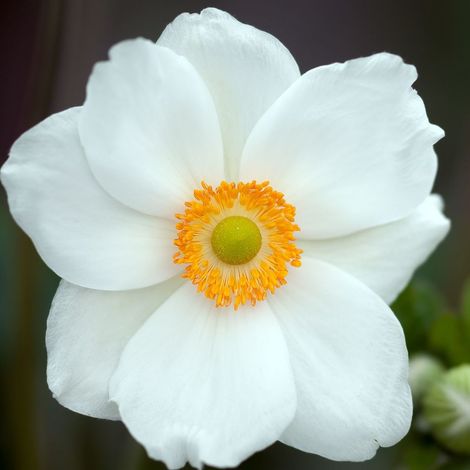 Anémone du Japon Honorine Jobert/Godet - 5/20 cm (1/4)
