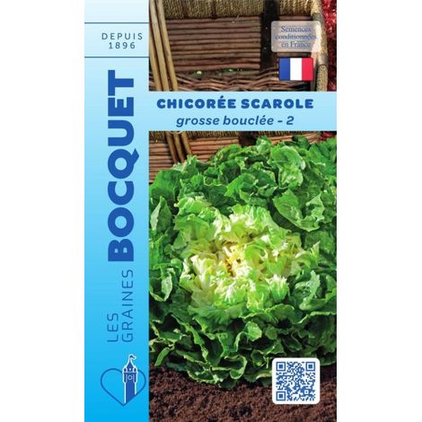 Chicorée scarole grosse bouclée 2 - 4g