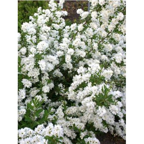 Exochorda racemosa 'Niagara' Pot de 3L/4L (1/2)