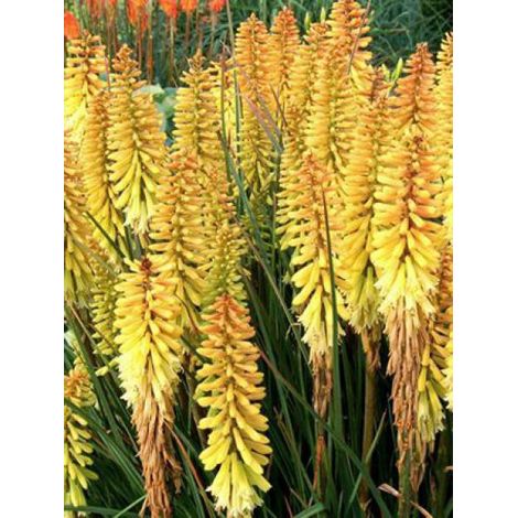 Tritoma 'Pineapple Popsicle'® Godet de 8/9 cm