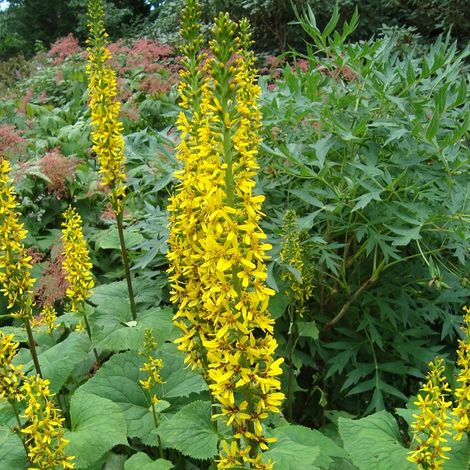4 x Ligulaire du Shavalski  - Ligularia 'The Rocket'  - godet