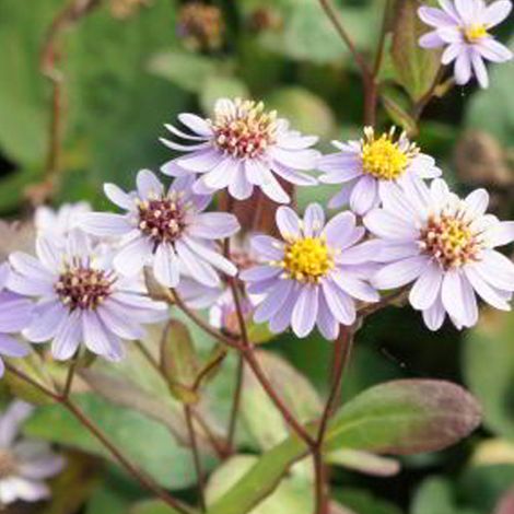 4 x Aster 'Harry Schmidt' - godet 9x9 cm