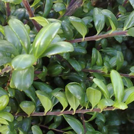 Houx crénelé - ilex crenata 'Convexa' - 30-40 cm pot (1/4)