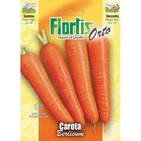 CAROTA BERLICUM
