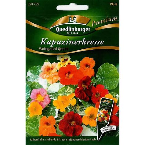 Quedlinburger Kapuzinerkresse Variegated Queen - Blumensamen (1/2)