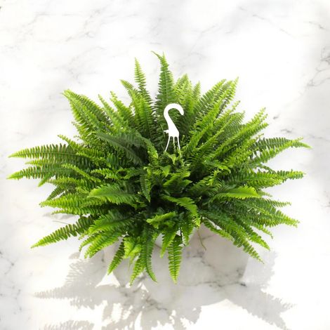 Gardenaria Nephrolepis exaltata 'Sonata' - Pianta da interno ornamentale - Altezza: 55 cm (vaso 19) (1/5)