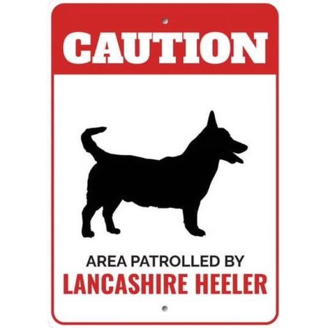 Panneau d'avertissement en métal pour chien Lancashire Heeler, plaque décorative 8 x 12 pouces, cadeau idéal pour amoureux de chiens et propriétaires de Heeler (1/5)