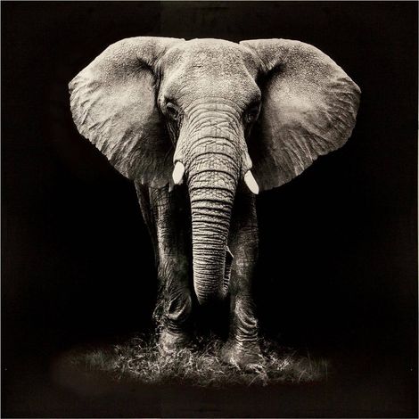 Atmosphera – Tableau éléphant imprimé 100x100 cm – Toile polyester noir et blanc – Design moderne pour décoration intérieure (1/3)