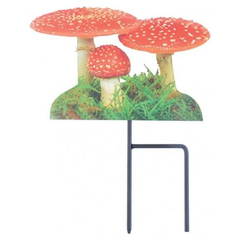 Amanite tue-mouches à planter