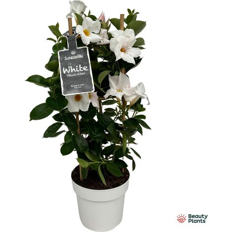 Mandevilla Dipladenia Blanc sur Tuteur Plante Fleurie pour Terrasse et Balcon Ø17cm H55cm - PANGIVO